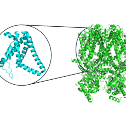 Figure 1. A typical voltage sensor (left) for a membrane protein (right) that has multiple voltage sensing domains.