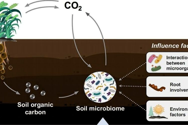 Microbial organisms drive the carbon cycle. Image adapted from Wu et al. 2024 https://doi.org/10.1016/j.scitotenv.2023.168627