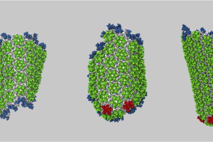 Fig: Formation of HIV capsid simulated by a coarse-grained model.
From: https://www.google.com/url?q=https://www.science.org/doi/epdf/10.1126/sciadv.add7434&sa=D&source=docs&ust=1715014663521469&usg=AOvVaw3fATTBC_yAvxPv6WPYI17_